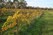 White vines Heathcote